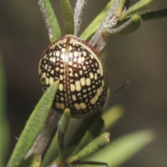 Paropsis pictipennis at Strathnairn, ACT - 17 Sep 2023