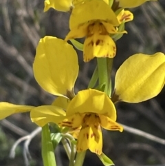 Diuris nigromontana (Black Mountain Leopard Orchid) at Bruce Ridge to Gossan Hill - 17 Sep 2023 by JVR