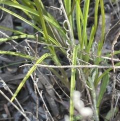 Diuris nigromontana at Bruce, ACT - 17 Sep 2023