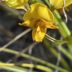 Diuris nigromontana at Bruce, ACT - 17 Sep 2023