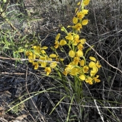 Diuris nigromontana at Bruce, ACT - 17 Sep 2023