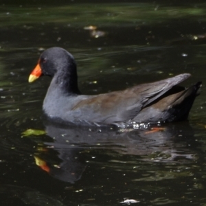 Gallinula tenebrosa at Victoria Point, QLD - 14 Sep 2023 12:48 PM