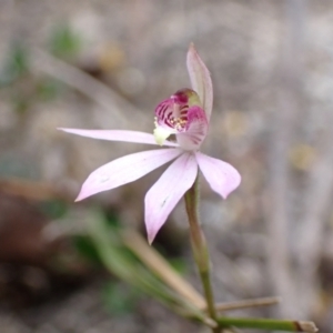 Caladenia carnea at Mallacoota, VIC - 11 Sep 2023