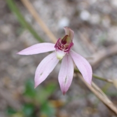Caladenia carnea at Mallacoota, VIC - suppressed