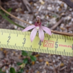 Caladenia carnea at Mallacoota, VIC - suppressed