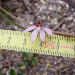 Caladenia carnea at Mallacoota, VIC - 11 Sep 2023