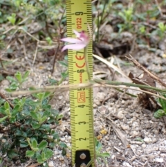 Caladenia carnea at Mallacoota, VIC - 11 Sep 2023