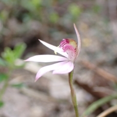 Caladenia carnea at Mallacoota, VIC - suppressed