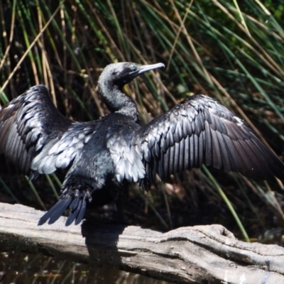 Phalacrocorax sulcirostris (Little Black Cormorant) at Victoria Point, QLD - 14 Sep 2023 by PJH123
