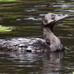 Phalacrocorax sulcirostris at Victoria Point, QLD - 14 Sep 2023 12:21 PM