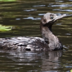 Phalacrocorax sulcirostris at Victoria Point, QLD - 14 Sep 2023
