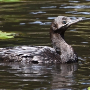 Phalacrocorax sulcirostris at Victoria Point, QLD - 14 Sep 2023 12:21 PM