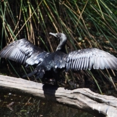 Phalacrocorax sulcirostris at Victoria Point, QLD - 14 Sep 2023 12:21 PM