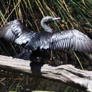 Phalacrocorax sulcirostris at Victoria Point, QLD - 14 Sep 2023 12:21 PM