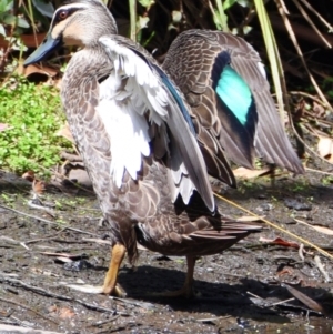 Anas superciliosa at Victoria Point, QLD - 14 Sep 2023