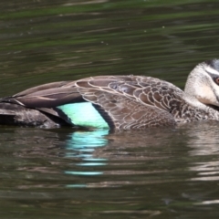 Anas superciliosa at Victoria Point, QLD - 14 Sep 2023