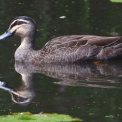 Anas superciliosa at Victoria Point, QLD - 14 Sep 2023