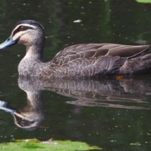 Anas superciliosa at Victoria Point, QLD - 14 Sep 2023