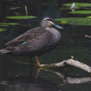 Anas superciliosa at Victoria Point, QLD - 14 Sep 2023