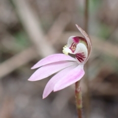 Caladenia carnea (Pink Fingers) at Mallacoota, VIC - 11 Sep 2023 by AnneG1