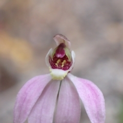 Caladenia carnea at Mallacoota, VIC - suppressed