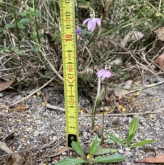 Caladenia carnea at Mallacoota, VIC - suppressed