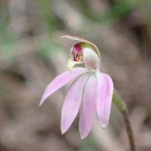 Caladenia carnea at Mallacoota, VIC - suppressed