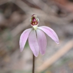 Caladenia carnea at Mallacoota, VIC - suppressed