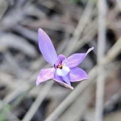 Glossodia major (Wax Lip Orchid) at Canberra Central, ACT - 17 Sep 2023 by Csteele4