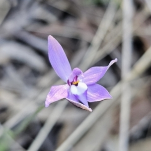 Glossodia major at Canberra Central, ACT - 17 Sep 2023