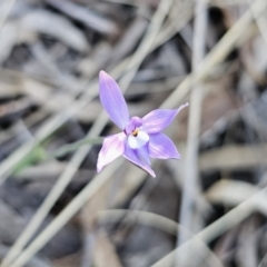 Glossodia major at Canberra Central, ACT - 17 Sep 2023