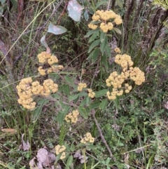 Pomaderris lanigera at Mallacoota, VIC - 11 Sep 2023