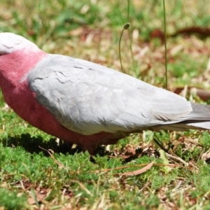 Eolophus roseicapilla at Thornlands, QLD - 14 Sep 2023