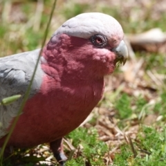 Eolophus roseicapilla at Thornlands, QLD - 14 Sep 2023