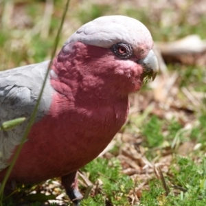 Eolophus roseicapilla at Thornlands, QLD - 14 Sep 2023