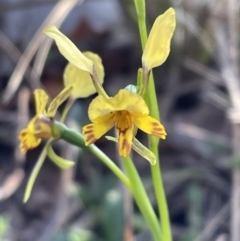 Diuris nigromontana (Black Mountain Leopard Orchid) at Gossan Hill - 17 Sep 2023 by JVR