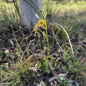 Diuris nigromontana at Bruce, ACT - 17 Sep 2023