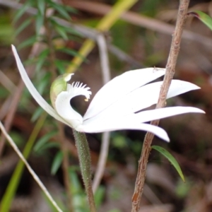 Caladenia catenata at Mallacoota, VIC - suppressed