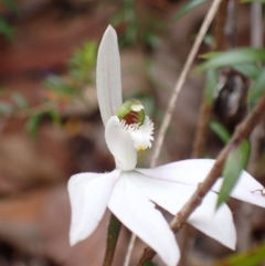 Caladenia catenata at Mallacoota, VIC - 11 Sep 2023