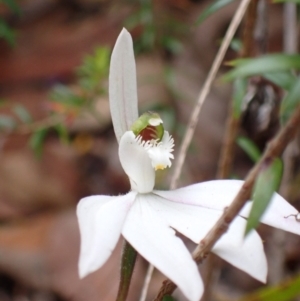 Caladenia catenata at Mallacoota, VIC - suppressed