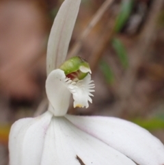 Caladenia catenata at Mallacoota, VIC - 11 Sep 2023