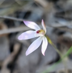 Caladenia fuscata (Dusky Fingers) at Canberra Central, ACT - 17 Sep 2023 by Csteele4