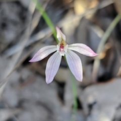 Caladenia fuscata at Canberra Central, ACT - suppressed