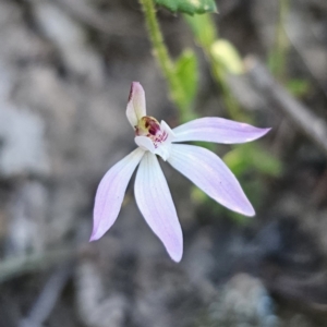 Caladenia fuscata at Canberra Central, ACT - suppressed