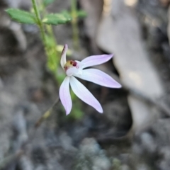 Caladenia fuscata at Canberra Central, ACT - 17 Sep 2023