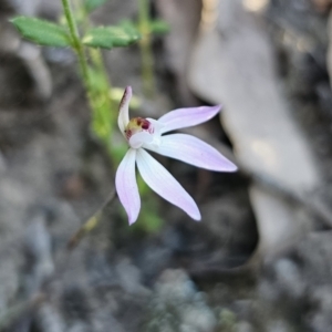 Caladenia fuscata at Canberra Central, ACT - suppressed