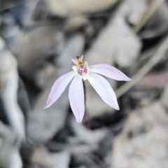 Caladenia fuscata at Canberra Central, ACT - suppressed