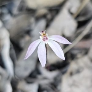 Caladenia fuscata at Canberra Central, ACT - suppressed