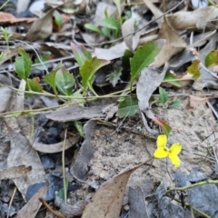 Goodenia hederacea subsp. hederacea (Ivy Goodenia, Forest Goodenia) at Black Mountain - 17 Sep 2023 by Csteele4