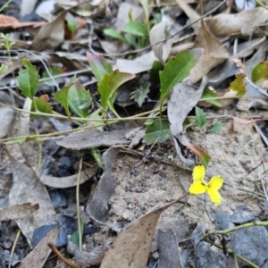 Goodenia hederacea subsp. hederacea at Canberra Central, ACT - 17 Sep 2023 03:41 PM